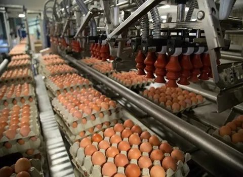 https://shp.aradbranding.com/خرید و قیمت سورتینگ تخم مرغ + فروش صادراتی